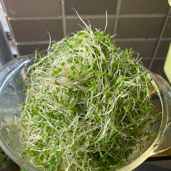 Clean Alfalfa Sprouting Seeds, 30 Grams ≈ 15000 Seeds