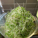 Clean Alfalfa Sprouting Seeds, 30 Grams ≈ 15000 Seeds