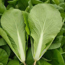 'Shenglv No.3' Fast-Growing Bok Choy Seeds, 20g
