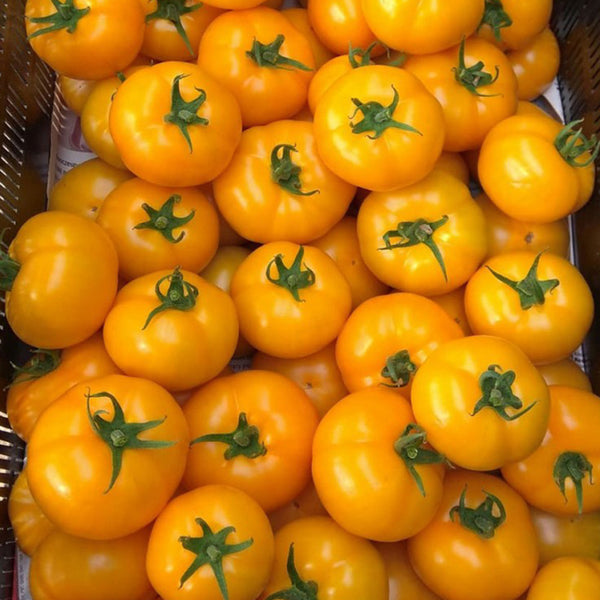 Amish Gold Tomato, 15 Seeds