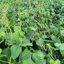 'Fenlüdou No.3' Mung Bean Seeds, 40 Grams ≈ 600 ~ 700 Seeds