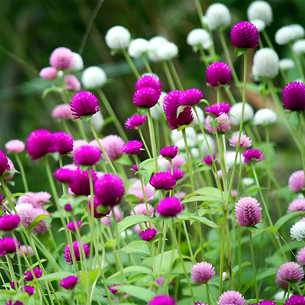 Vibrant Globe Amaranth Seeds