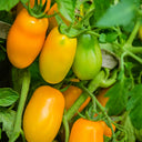 'Radiant Gold' Yellow Tomato Seeds