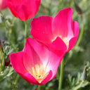 Eschscholzia californica Seeds