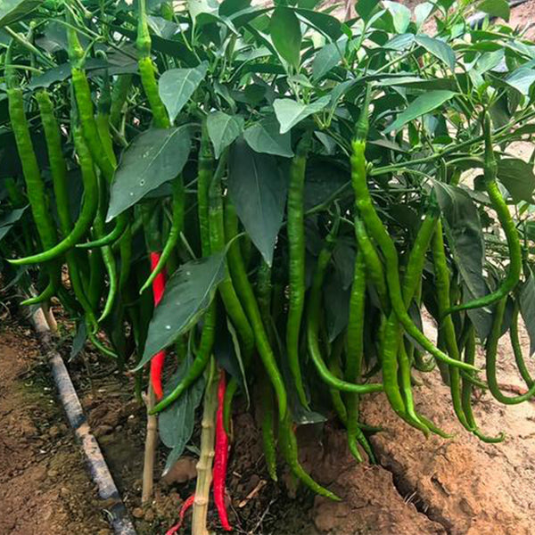 Hongtianxia String Pepper Seeds, 1g