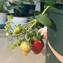 Four Seasons Cream Strawberry, 200 Seeds