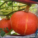 Golden Honey Pumpkin Seeds, 10 Seeds