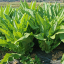 Double-tip Stem Lettuce Seeds, 10g