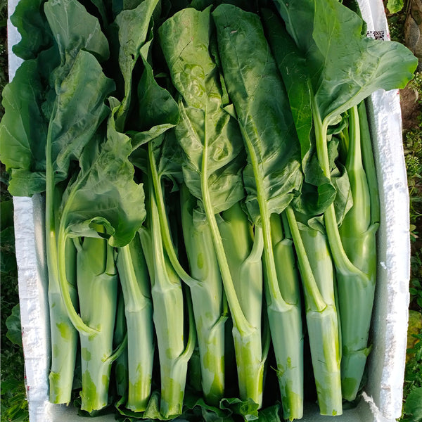 Sweet-Crispy 'Zhonghua' Chinese Kale Seeds, 10g