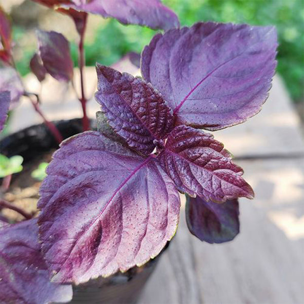 Large-Leaf Perilla Seeds, 2g