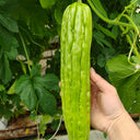 Jiemei No.5 Bitter Gourd, 50 Seeds
