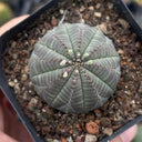 Euphorbia obesa Succulent, 2-3cm