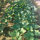Honey Jar Pumpkin, 20 Seeds