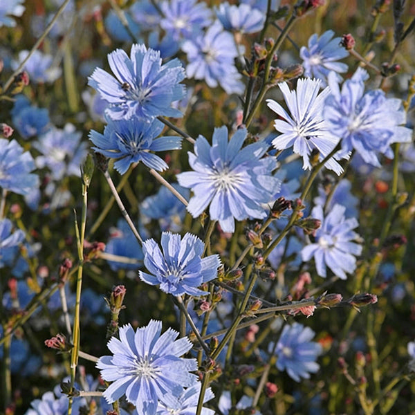 Coffee Chicory, 1000 Seeds