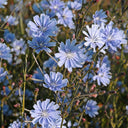 Coffee Chicory, 1000 Seeds