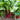Red-Stemmed Chard Seeds, 10g