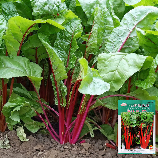 Red-Stemmed Chard Seeds, 10g
