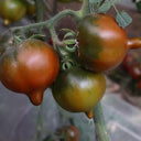 Purple Peach Tomato, 5 Seeds