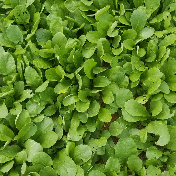'Jiemei' Fast-Growing Radish Sprouts Seeds, 20g