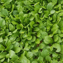 'Jiemei' Fast-Growing Radish Sprouts Seeds, 20g
