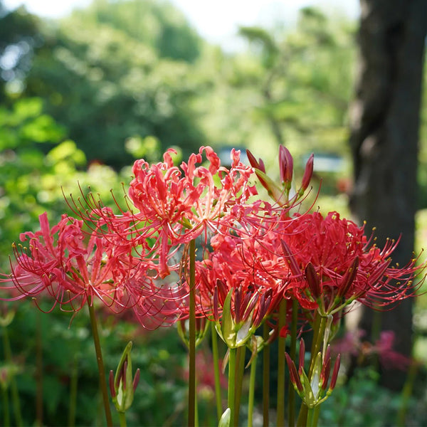 Lycoris radiata (Triploid), 2 Bulbs