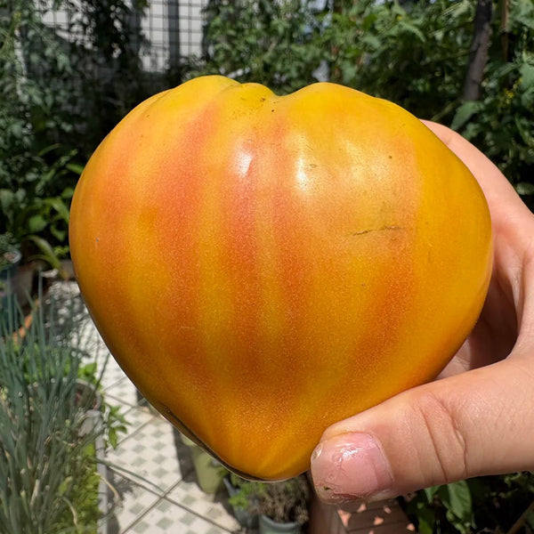 782 Bi-Color Stretch Oxheart Tomato, 5 Seeds