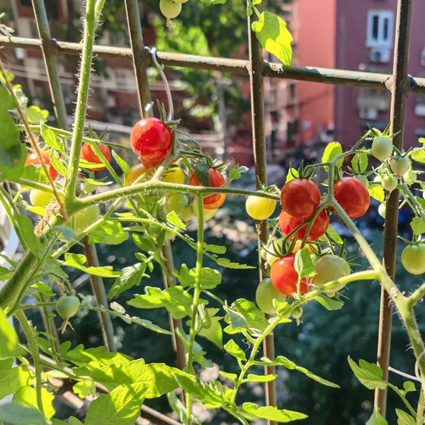Hanging Tomato, 10 Seeds