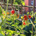 Hanging Tomato, 10 Seeds