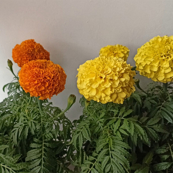 African Marigold (Tagetes erecta) Seeds, 500 Seeds