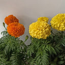 African Marigold (Tagetes erecta) Seeds, 500 Seeds