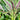 Willow-Leaf Red Amaranth Seeds, 10g