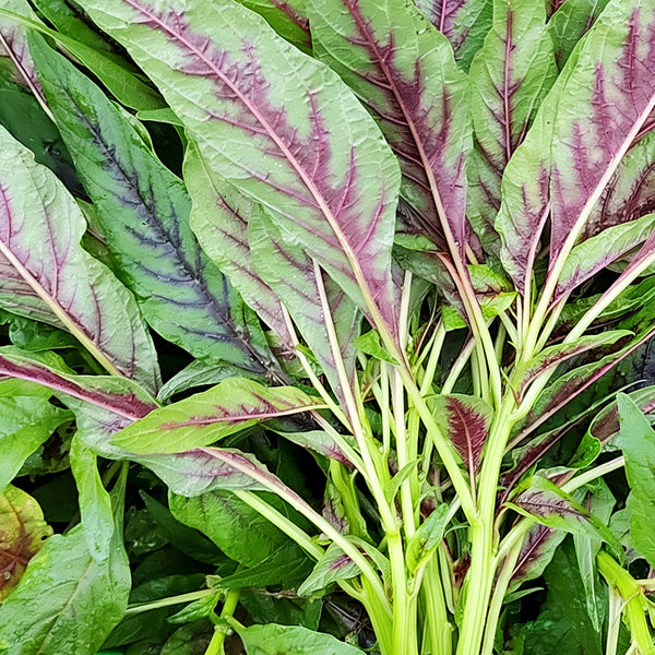 Willow-Leaf Red Amaranth Seeds, 10g