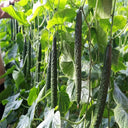 'Holland Spring-Autumn Shiny Pioneer' F1 Cucumber Seeds, 25g