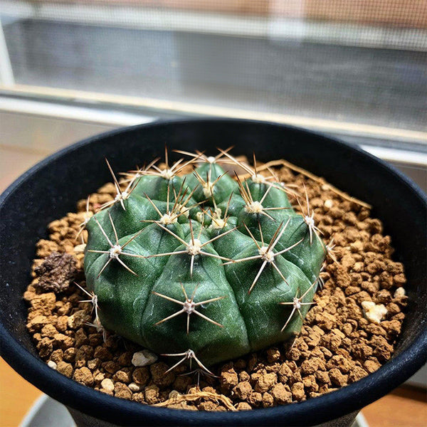 Gymnocalycium anisitsii, 3-4cm