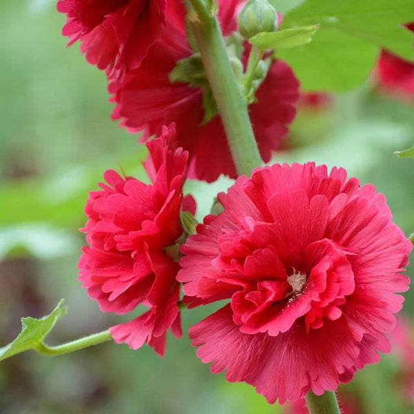 W964 Tall Double Red Hollyhock, 10 Grams ≈ 500 Seeds