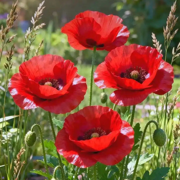 Hezhichun Field Poppy Seeds, 1g