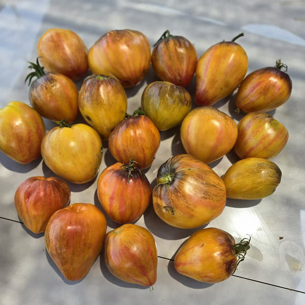 826 Fiery Red Comet Tomato, 5 Seeds