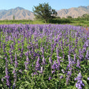 Hezhichun Lavender Seeds, 1g