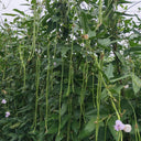 Small-Leaf High-Yield No.4 Long Bean Seeds, 20g