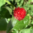 Hezhichun Globe Amaranth Seeds, 1g