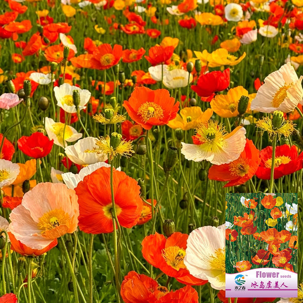 Iceland Poppy, 1g