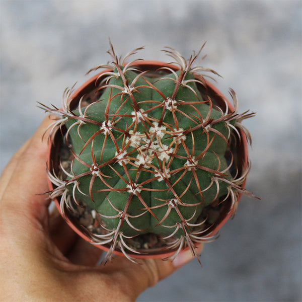 Melocactus matanzanus, 3-4cm