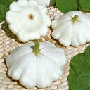 White Flying Saucer Squash, 10 Seeds