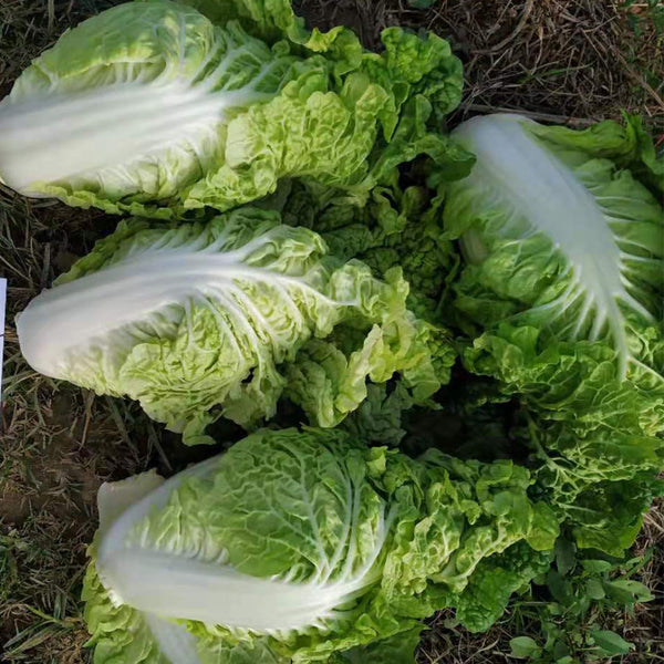 'Dongjia Chunguan' Chinese Cabbage Seeds, 8g