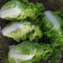 'Dongjia Chunguan' Chinese Cabbage Seeds, 8g