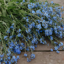 Blue Alpine Forget-Me-Not, 200 Seeds