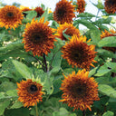 Chiyan Little Bear Sunflower Seeds, 1g