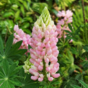 Pink Lupin, 100 Seeds