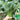 Meiqi No.1 Sweet Choy Sum Seeds, 10g