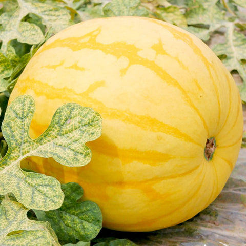 'Golden Baby' Watermelon Seeds